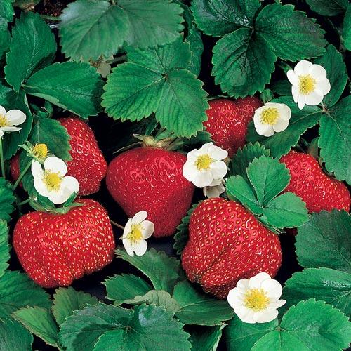 V076 Strawberries Ozark Beauty - View 12 from www redcrocus com