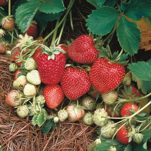 V076 Strawberries Ozark Beauty - View 15 from www redcrocus com