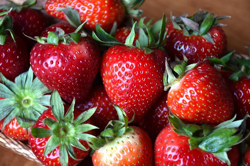 V076 Strawberries Ozark Beauty - View 19 from www redcrocus com