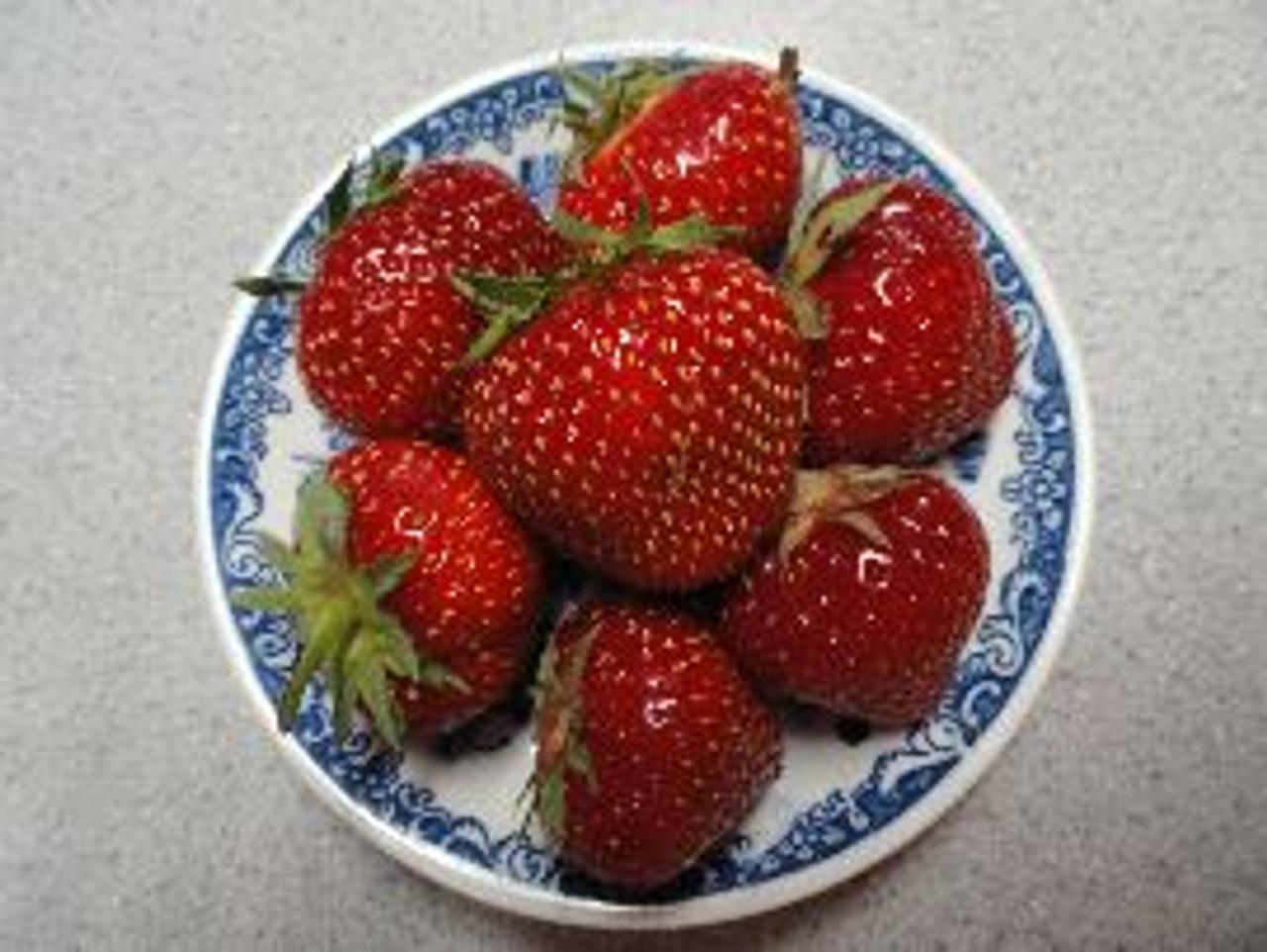 V076 Strawberries Ozark Beauty - View 20 from www redcrocus com