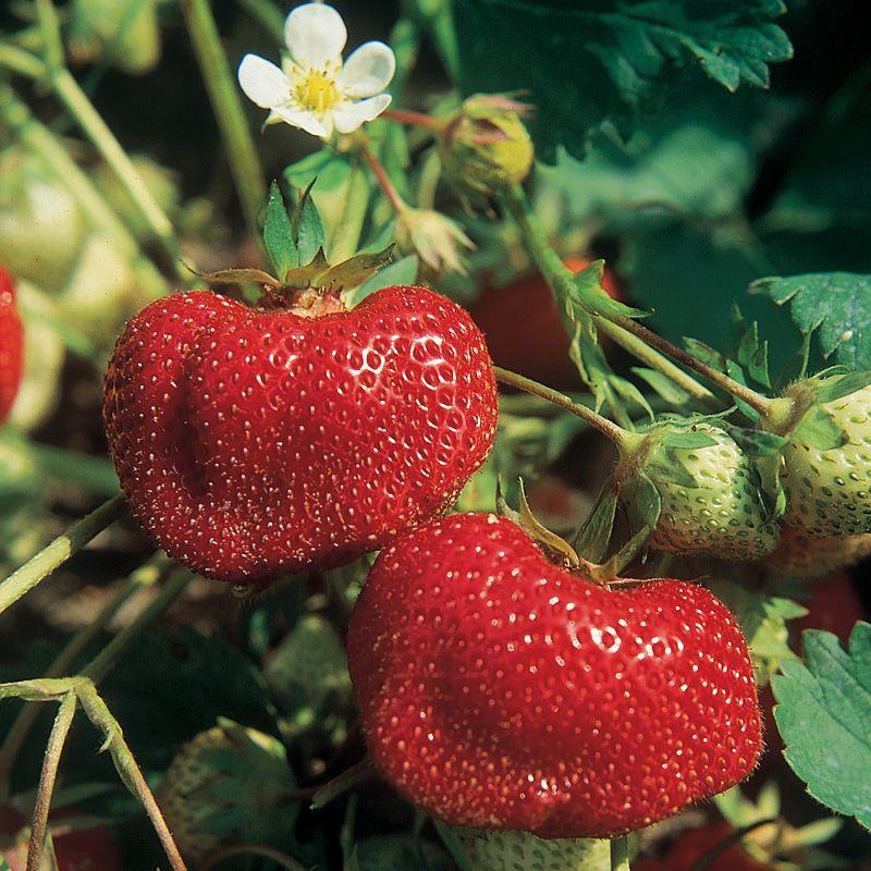 V076 Strawberries Ozark Beauty - View 2 from www redcrocus com