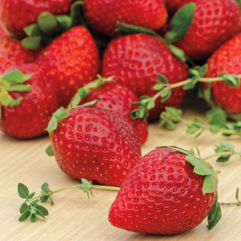 V076 Strawberries Ozark Beauty - View 3 from www redcrocus com