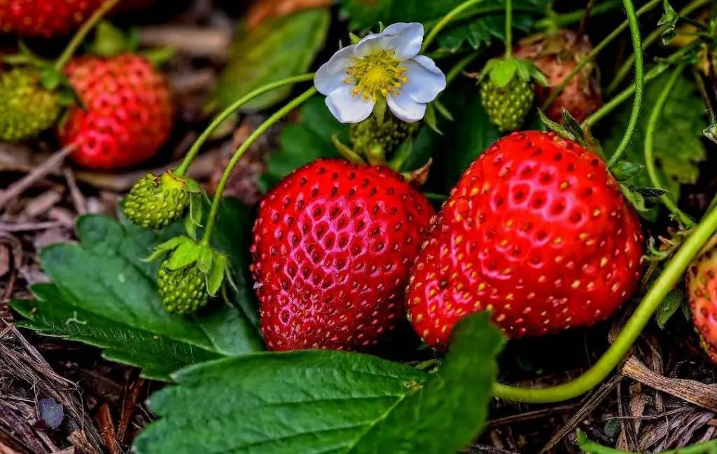 V076 Strawberries Ozark Beauty - View 7 from www redcrocus com