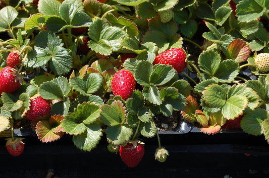V077 Strawberries Sequoia - View 10 from www redcrocus com