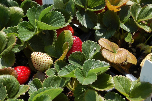 V077 Strawberries Sequoia - View 1 from www redcrocus com