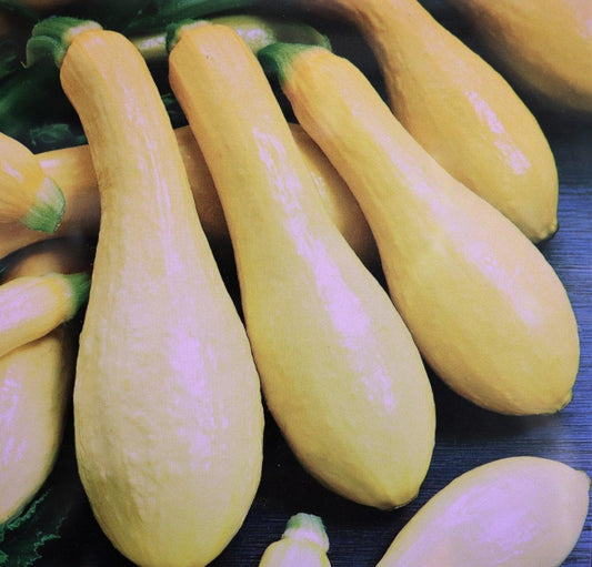 V078 Squash Summer Straight Neck - View 10 from www redcrocus com