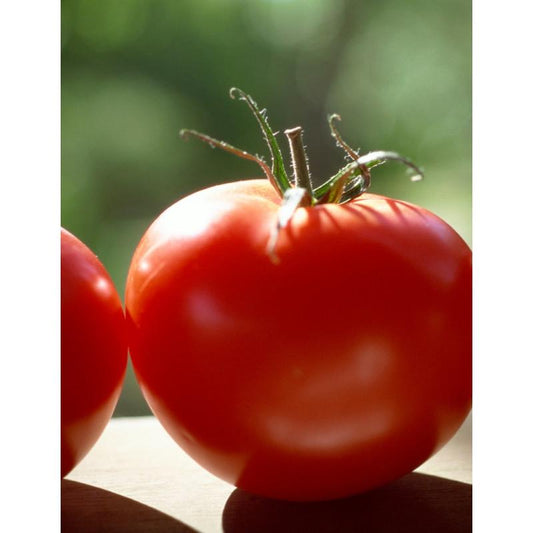 V081 Tomato Better Boy Plus - View 10 from www redcrocus com