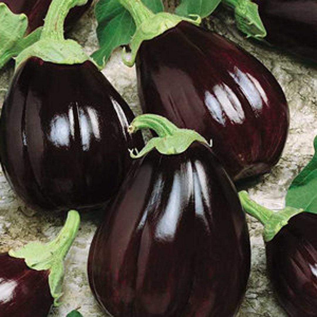 V086 Eggplant Satin Moon - View 3 from www redcrocus com