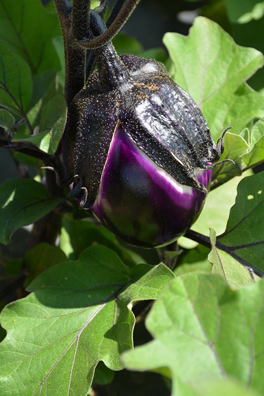 V086 Eggplant Satin Moon - View 7 from www redcrocus com