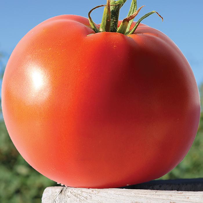 V087 Tomato Big Beef Plus - View 3 from www redcrocus com
