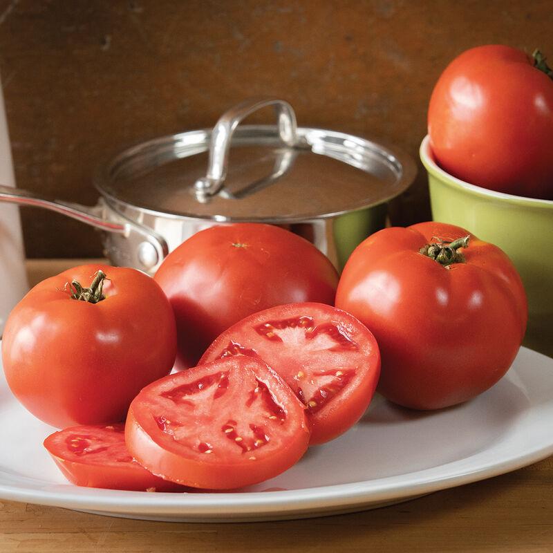 V087 Tomato Big Beef Plus - View 4 from www redcrocus com