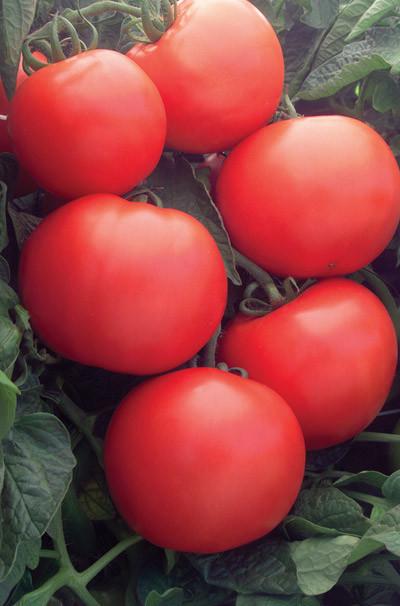 V096 Tomato 'bush Champion 2' - View 10 from www redcrocus com