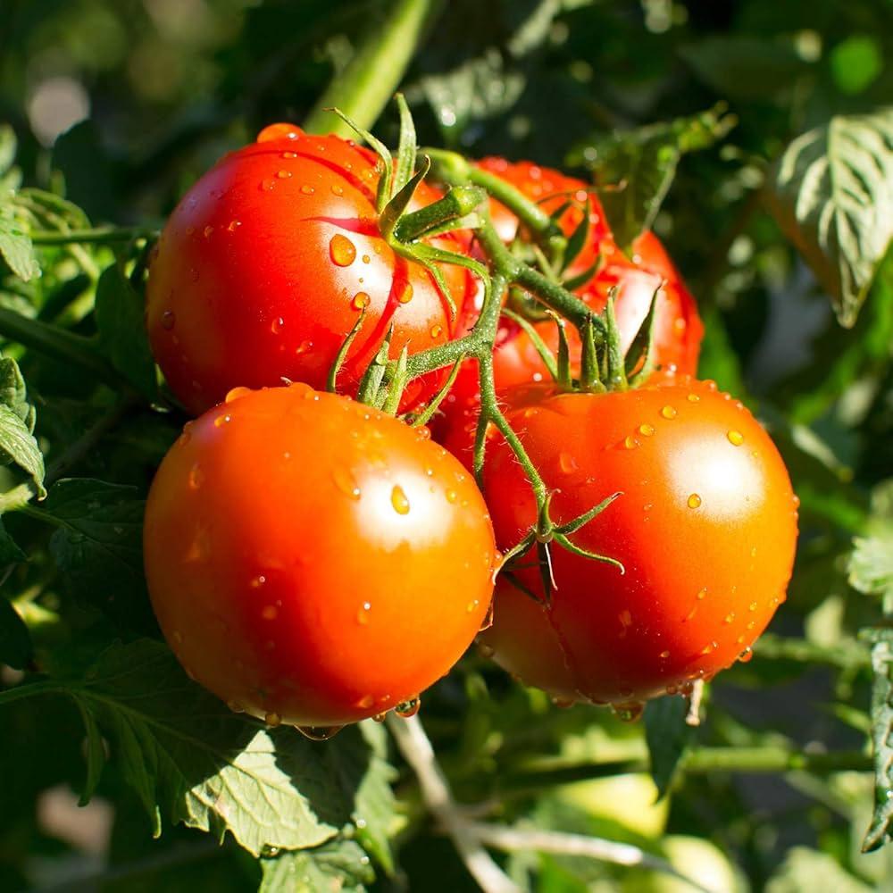 V096 Tomato 'bush Champion 2' - View 11 from www redcrocus com