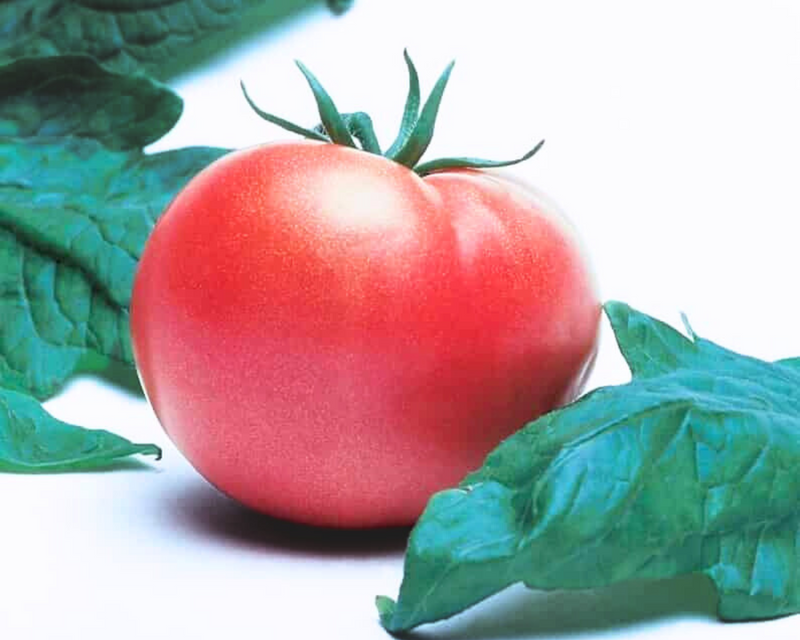 V096 Tomato 'bush Champion 2' - View 13 from www redcrocus com