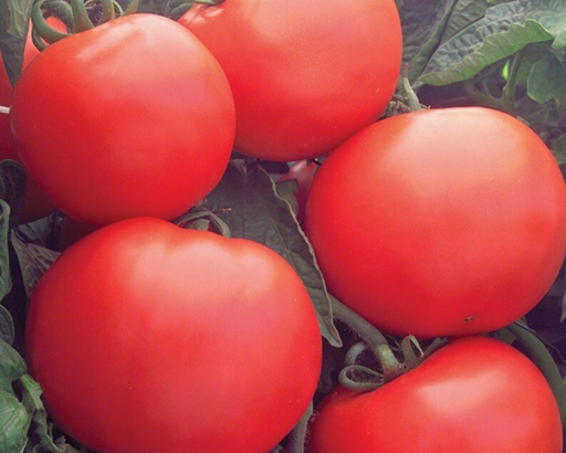 V096 Tomato 'bush Champion 2' - View 15 from www redcrocus com