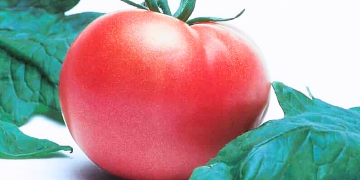 V096 Tomato 'bush Champion 2' - View 19 from www redcrocus com