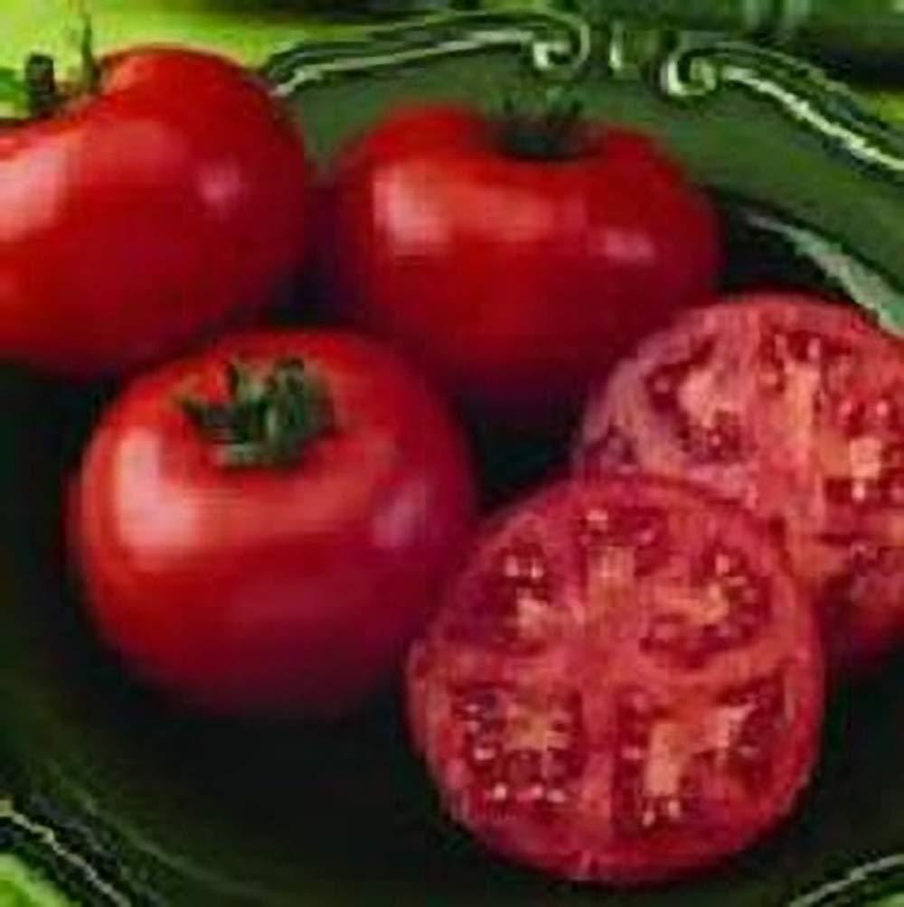 V096 Tomato 'bush Champion 2' - View 21 from www redcrocus com
