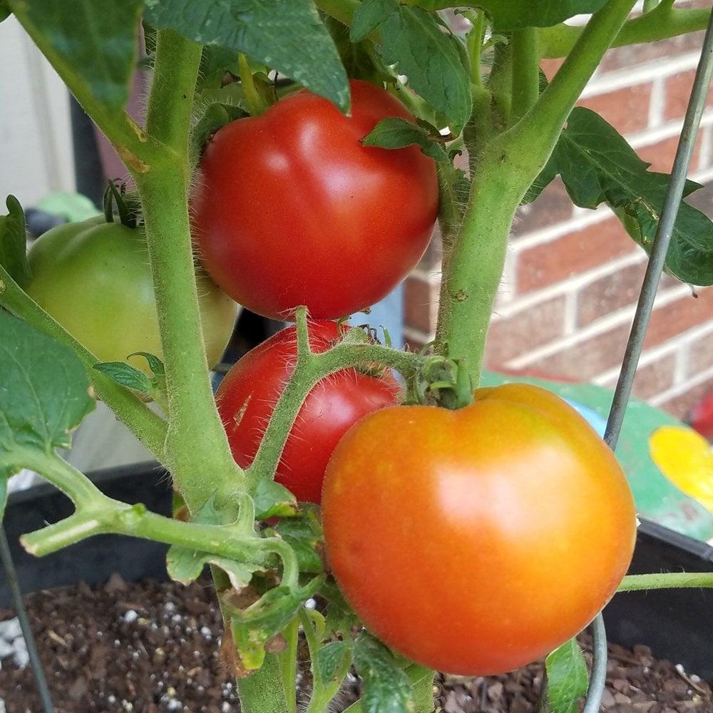 V096 Tomato 'bush Champion 2' - View 24 from www redcrocus com