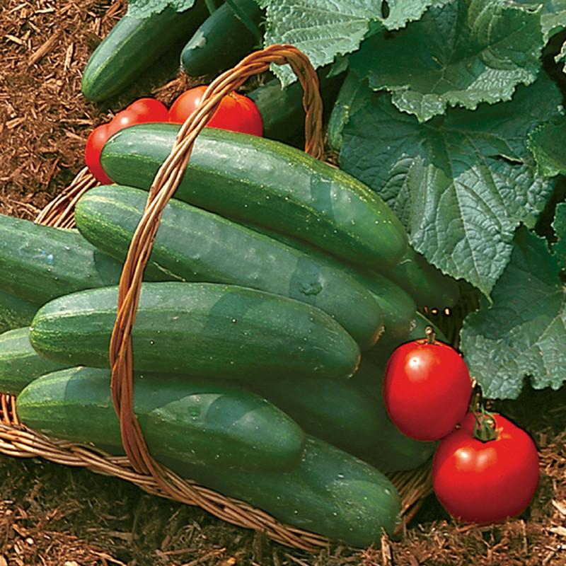 V096 Tomato 'bush Champion 2' - View 26 from www redcrocus com