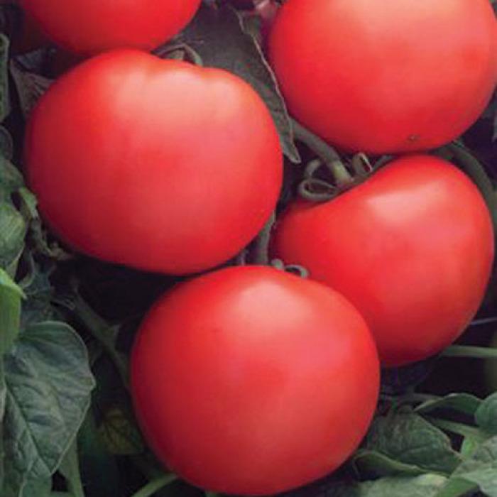 V096 Tomato 'bush Champion 2' - View 3 from www redcrocus com