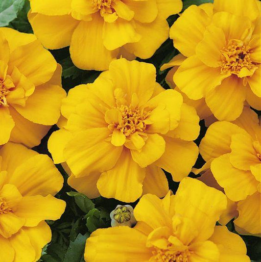 Marigold Durango Yellow - View 10 from www redcrocus com