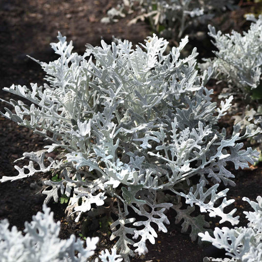 Dusty Miller Silver Dust - View 10 from www redcrocus com