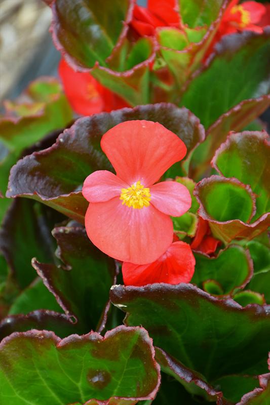 Begonia X Tophat Scarlet - View 2 from www redcrocus com