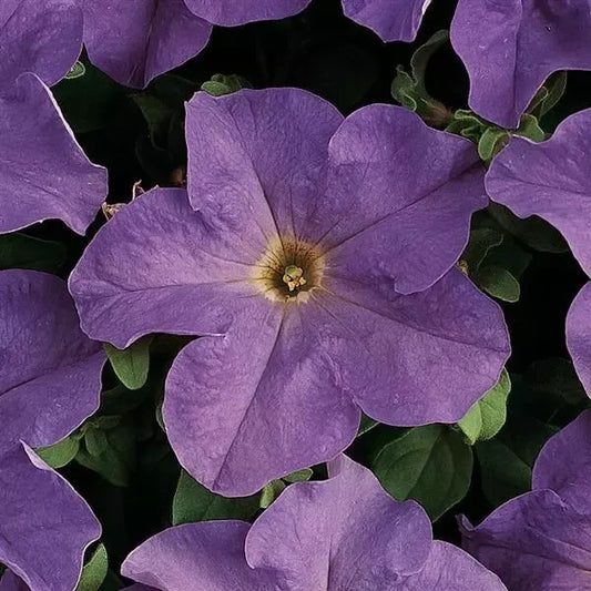 Petunia Dreams Sky Blue - View 10 from www redcrocus com
