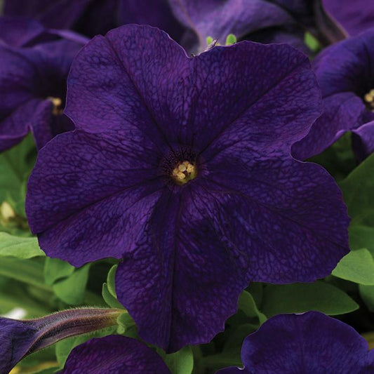 Petunia Ez Rider Blue - View 2 from www redcrocus com