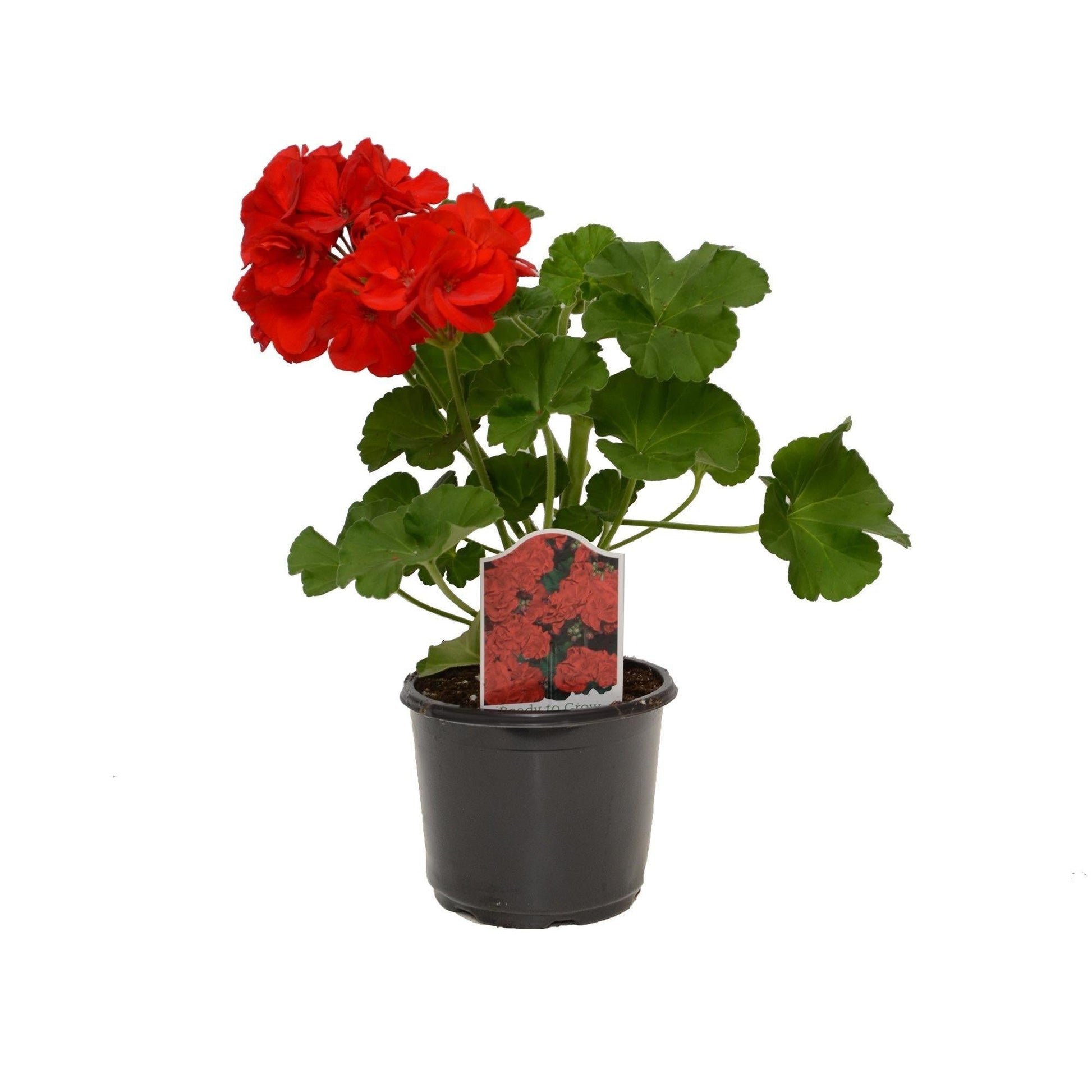 Annual Premium, Assorted - View 12 from www redcrocus com
