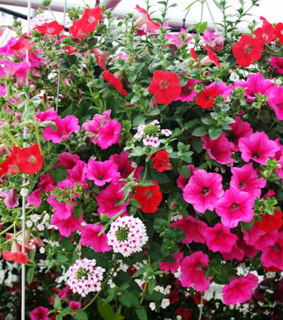 Annual Premium, Assorted - View 14 from www redcrocus com