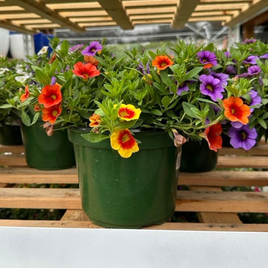Annual Premium, Assorted - View 1 from www redcrocus com