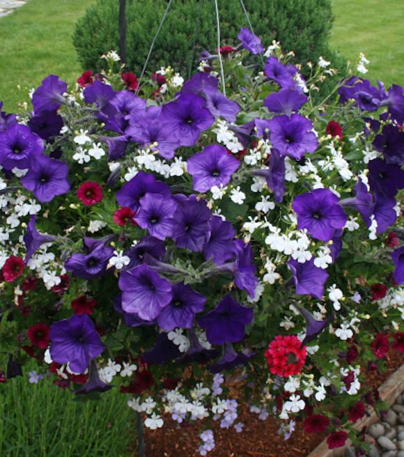 Annual Premium, Assorted - View 2 from www redcrocus com