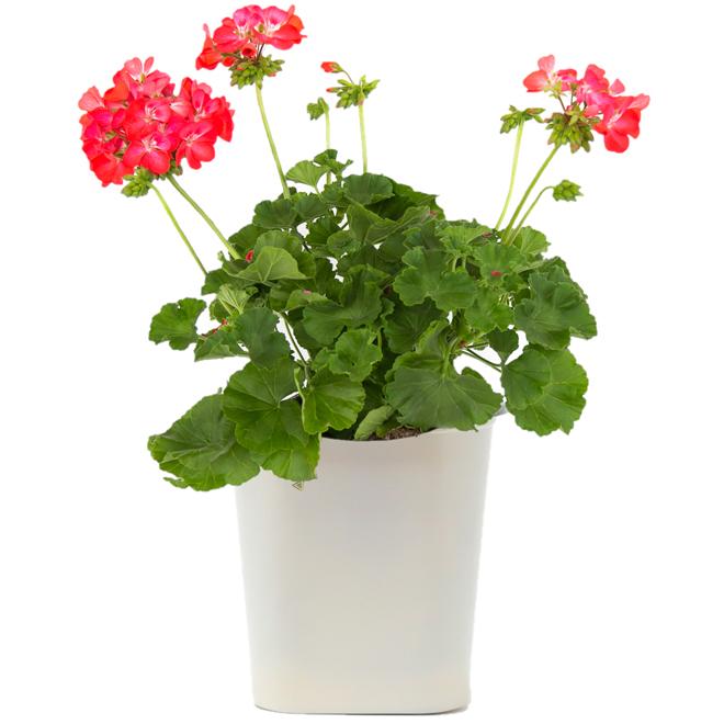 Annual Premium, Assorted - View 7 from www redcrocus com