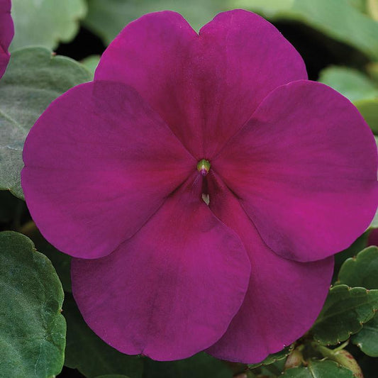 Impatiens Xtreme Lavender - View 10 from www redcrocus com