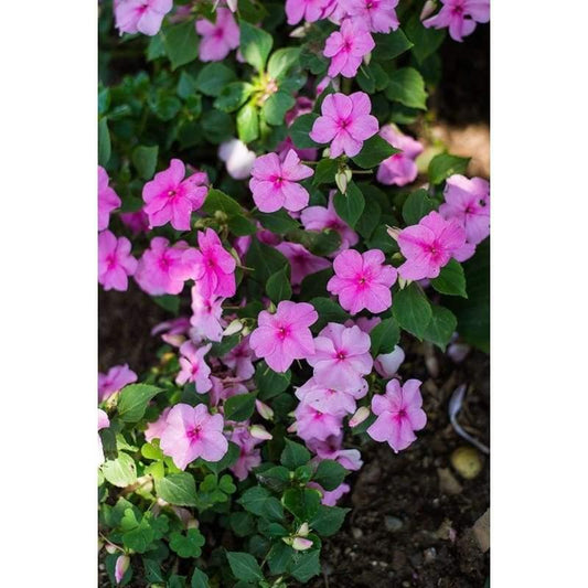 Impatiens Accent Premium Pink - View 11 from www redcrocus com