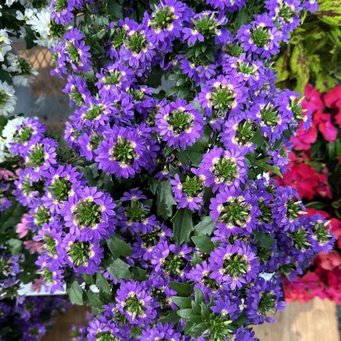Scaevola, Assorted - View 10 from www redcrocus com