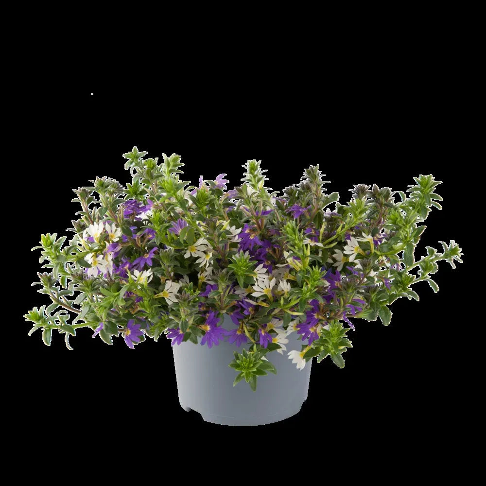 Scaevola, Assorted - View 11 from www redcrocus com