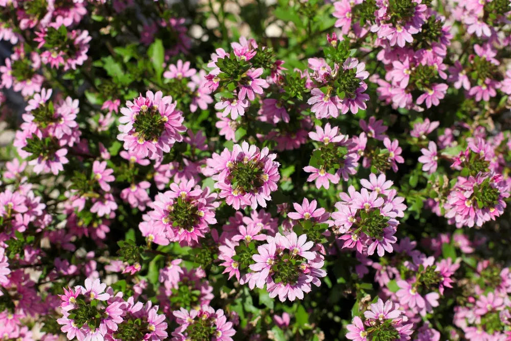 Scaevola, Assorted - View 12 from www redcrocus com