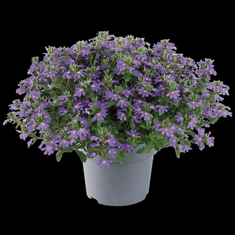 Scaevola, Assorted - View 13 from www redcrocus com