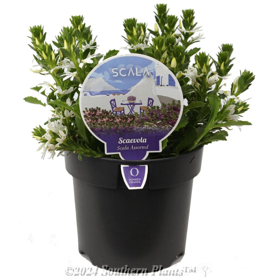 Scaevola, Assorted - View 14 from www redcrocus com