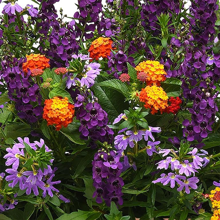 Scaevola, Assorted - View 15 from www redcrocus com