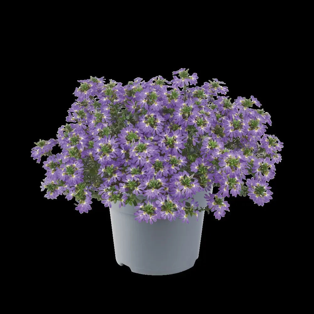 Scaevola, Assorted - View 16 from www redcrocus com