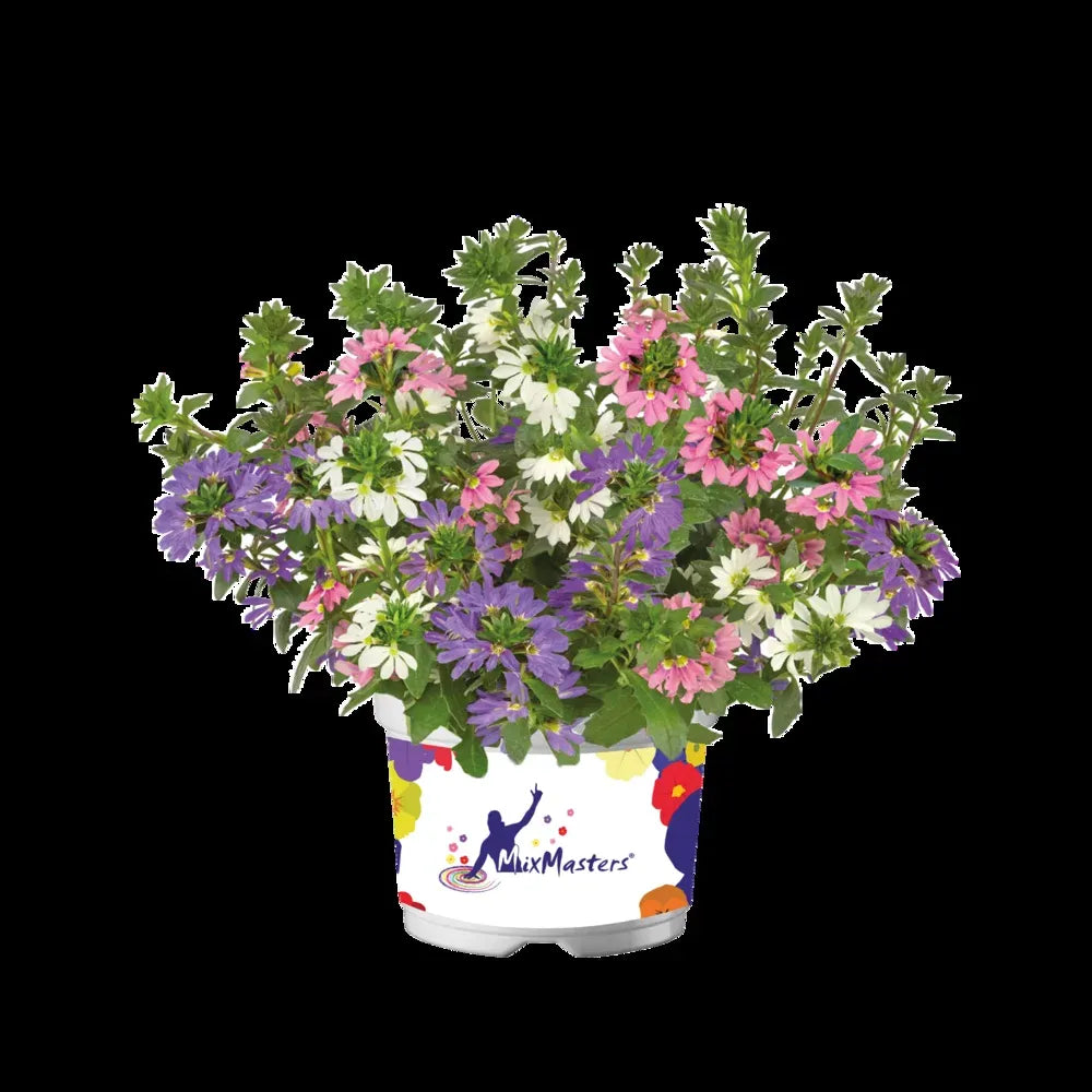 Scaevola, Assorted - View 17 from www redcrocus com