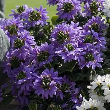 Scaevola, Assorted - View 18 from www redcrocus com