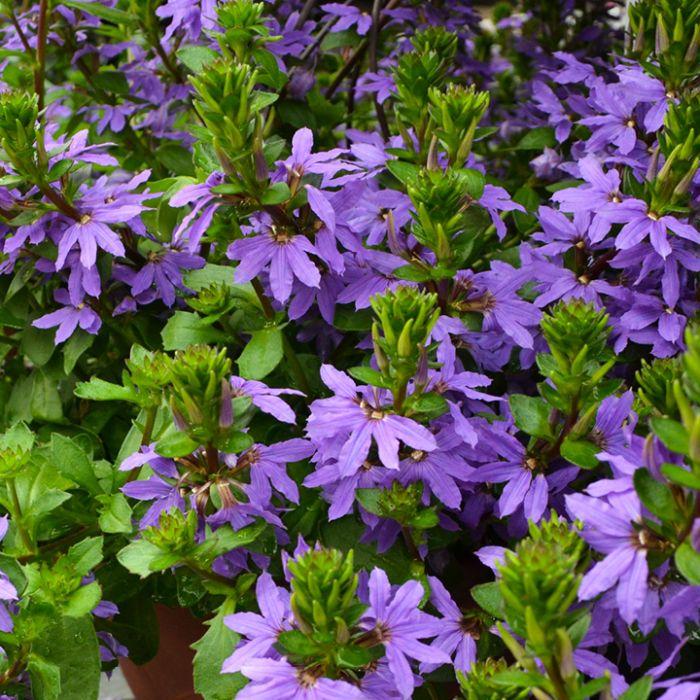 Scaevola, Assorted - View 19 from www redcrocus com