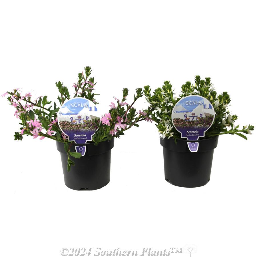 Scaevola, Assorted - View 1 from www redcrocus com