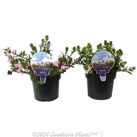 Scaevola, Assorted - View 1 from www redcrocus com