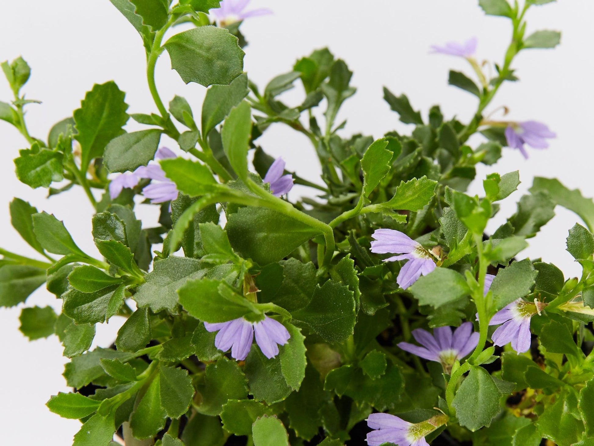 Scaevola, Assorted - View 20 from www redcrocus com