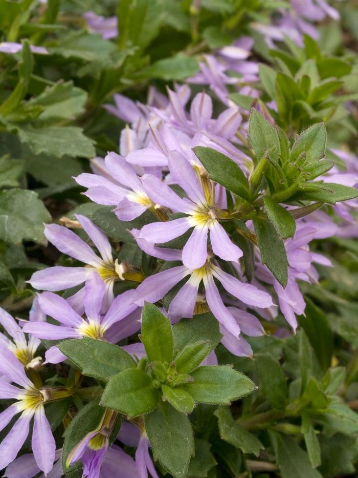 Scaevola, Assorted - View 21 from www redcrocus com